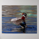 Search for flap posters Waterfowl