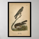 Search for marshes Audubon