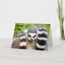 Search for lemure Cute animal