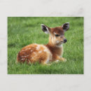 Search for antelopes postcards Africa