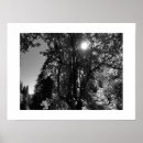 Search for black and white tree posters Leaves