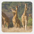 Search for herd stickers Nature