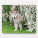 Search for alaskan malamute electronics White
