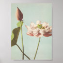 Search for photograph posters Botanical