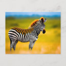 Search for zebra postcards Wildlife