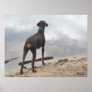 Search for doberman posters Photography