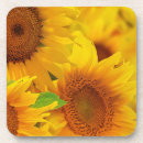 Search for sunflower cork coasters Nature
