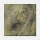 Search for wolf magnets Usa