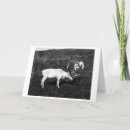 Search for eskimo cards Photograph