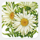 Search for shasta daisy stickers Nature