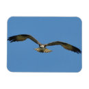 Search for osprey magnets Birds of prey