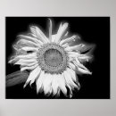 Search for bug photography Flower