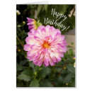 Search for dahlia birthday cards Floral photography