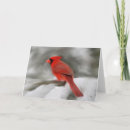 Search for cardinal bird cards Red birds