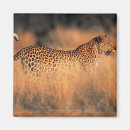 Search for leopard spots magnets Nature