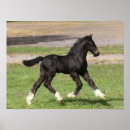 Search for gypsy vanner art Black