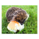 Search for hedgehog posters Funny