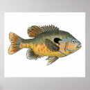 Search for sunfish posters Fishing