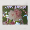 Search for spring blossoms postcards Cherry