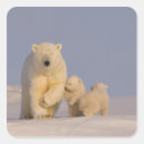 Search for sow stickers Bear
