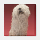 Search for small dog magnets Mammal