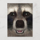 Search for animal face postcards Racoon