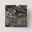 Search for staring badges Animal