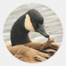 Search for canada goose stickers Nature