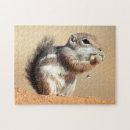 Search for desert squirrels Superstock