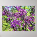 Search for missouri posters Nature