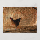 Search for enhance postcards Photography
