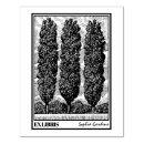Search for poplar Summer