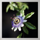 Search for passiflora Vine