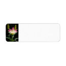Search for pink lilies return address labels Lily