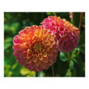 Search for dahlia flower posters Plant