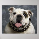 Search for bulldog posters Dogs