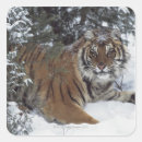 Search for siberian tiger stickers Wildlife