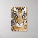 Search for cubs canvas prints Animal wildlife
