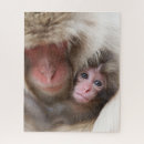 Search for monkey puzzles Animals in the wild