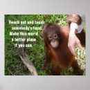 Search for orangutan posters Wildlife