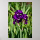 Search for bearded iris posters Garden
