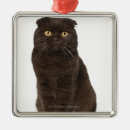 Search for veterinarian christmas tree decorations Cats