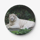 Search for white tiger paper plates Tigers