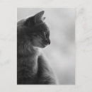 Search for black felines photography Pets