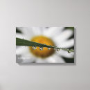 Search for daisy pictures canvas prints Photography