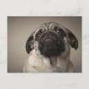 Search for mopping postcards Mops