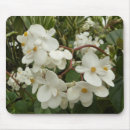 Search for begonia electronics Nature