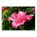 Search for hibiscus flower postcards Tropical floral
