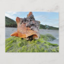 Search for conch postcards Ocean
