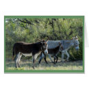 Search for burro Ranch